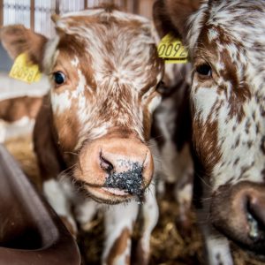 Biokull til kalv – erfaringer fra 9 melkebruk