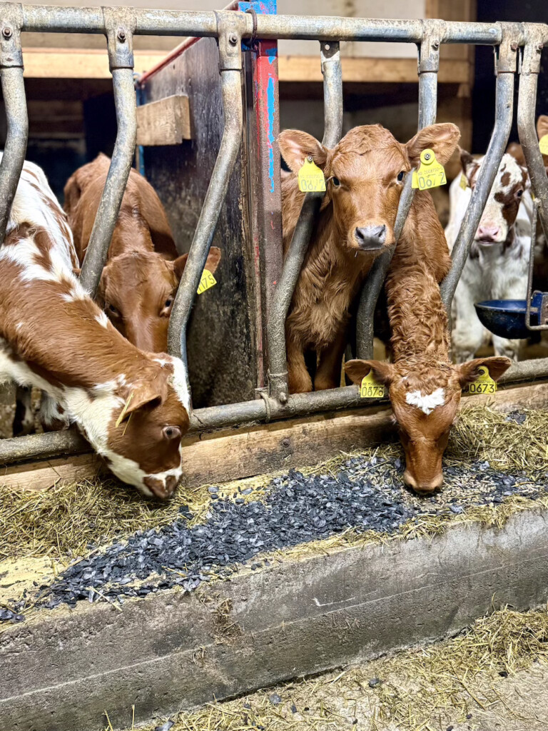 Kalv spiser grovt biokull i fôrtroet sitt.