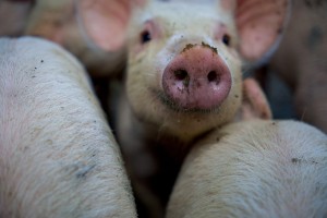 Biokull til smågrisen – Lohnbakken Gård