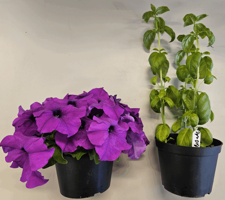 KUNNSKAP: Plantejord med biokull