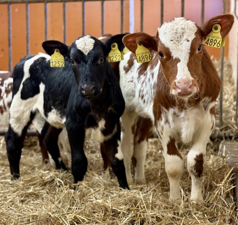 Webinar 2: Biokull og storfe