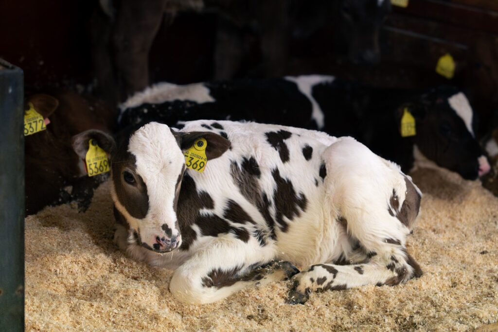 Liten kalv på Fyksen Gård