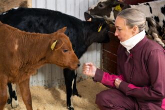 image Anette Romsås med kalver på Fyksen Gård – biokull i melkefôringen