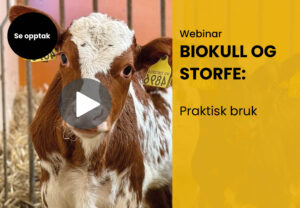 Opptak av webinar: Biokull og storfe