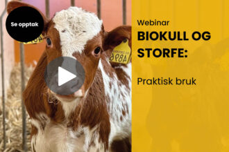 Biokull og storfe