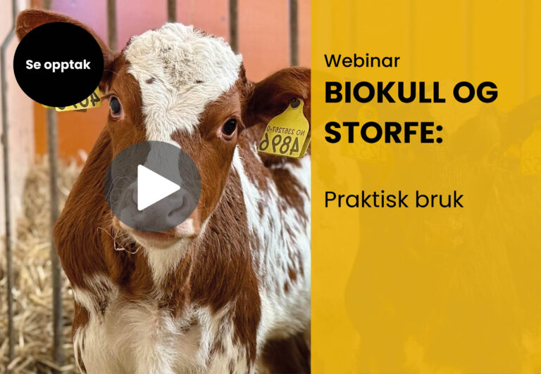 Opptak av webinar: Biokull og storfe