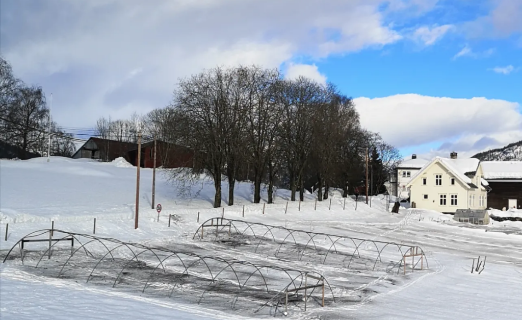 Det er vinter i den utendørse grønnsakshagen. Bøndene har spredt biokull for å oppnå tidligere smelting. 