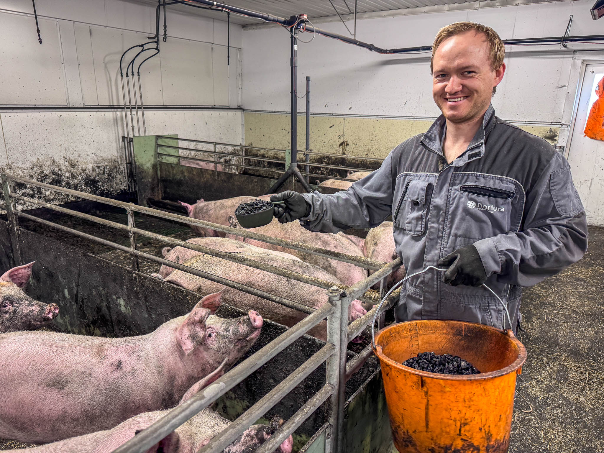 Smiling man in gray coveralls holds a bowl of pig feed beside a pen of pink pigs in a farm barn.