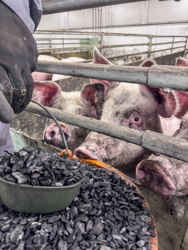 IMG_2139 – Obio AS Piglets pressed against metal bars in a pen, with a bowl of dark feed and a gloved hand nearby in a barn.