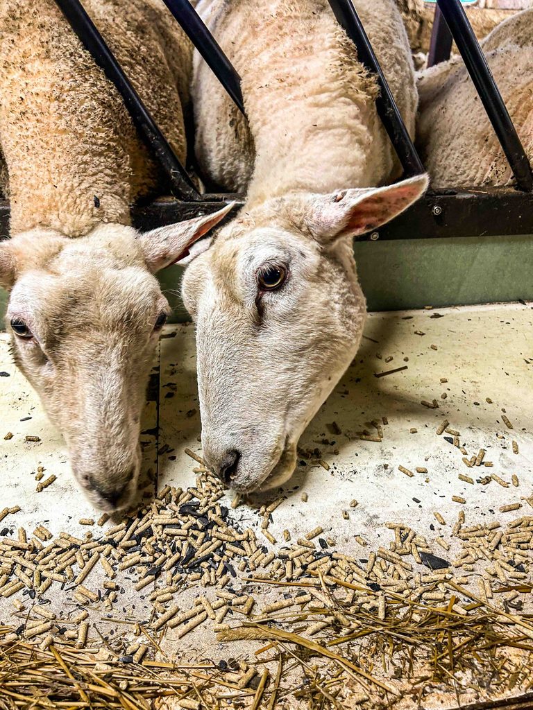 Biokull og sau 2 – Obio AS Biokull erstrødd over kraftforet.