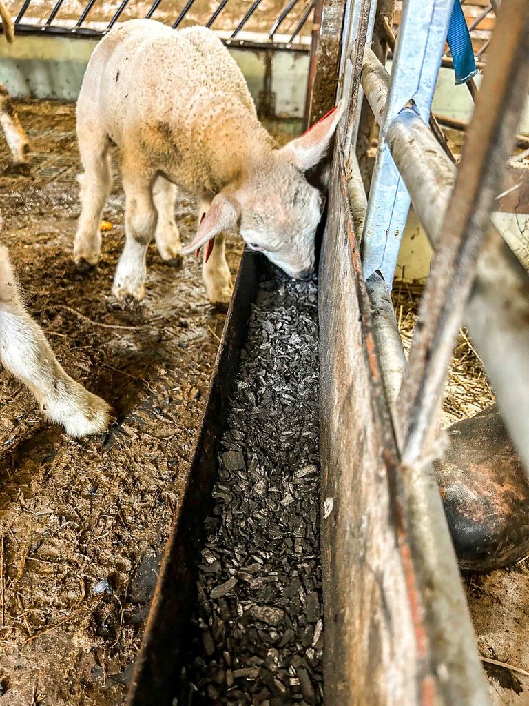lam og biokull – Obio AS lam spiser biokull av eget tro.